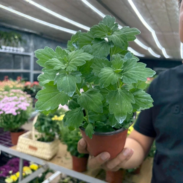 【缤纷甄选】精品玲珑小菊苗到手一盆