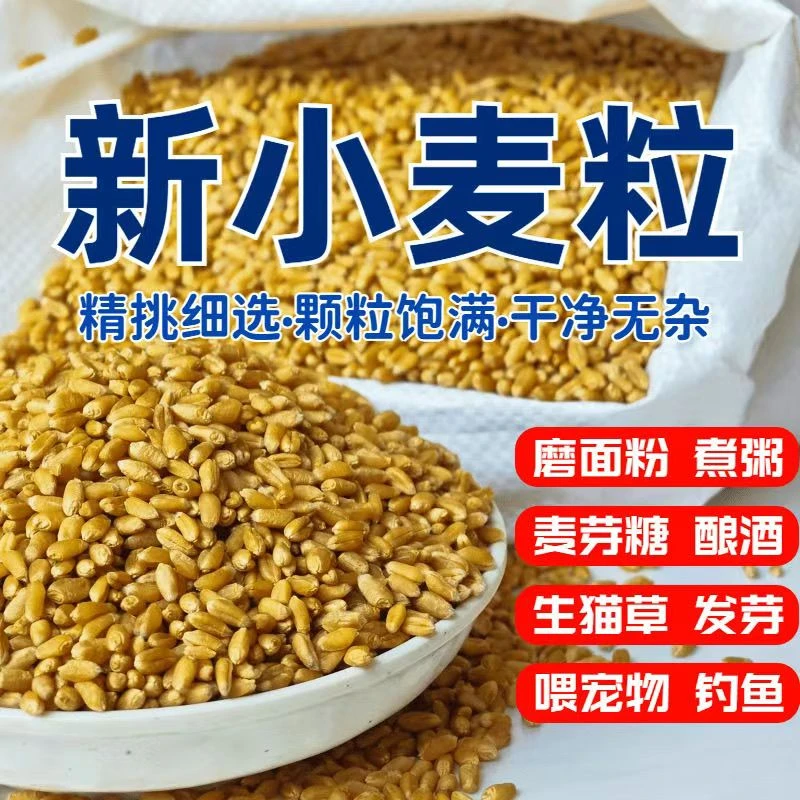 【到手5斤】新麦子带皮农家小麦粒散装做麦芽糖鱼饵榨汁磨面食用D
