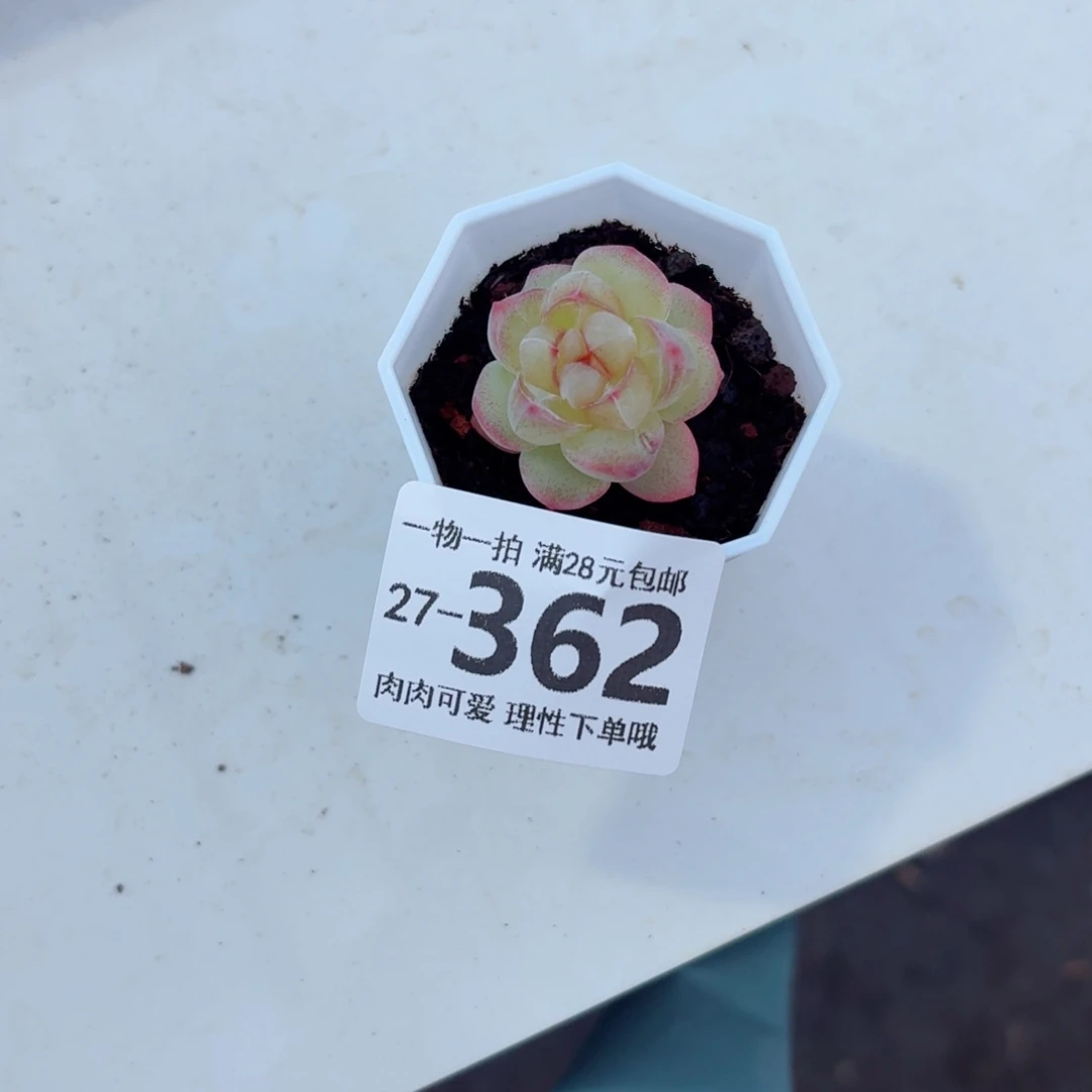 恶魔之泪无盆土发货无盆土发货无