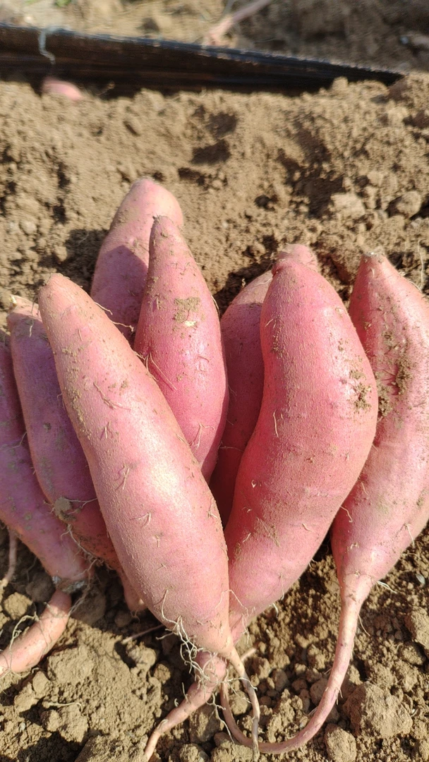 山东流油流蜜的烟薯25号地瓜红薯新鲜农家沙地红薯