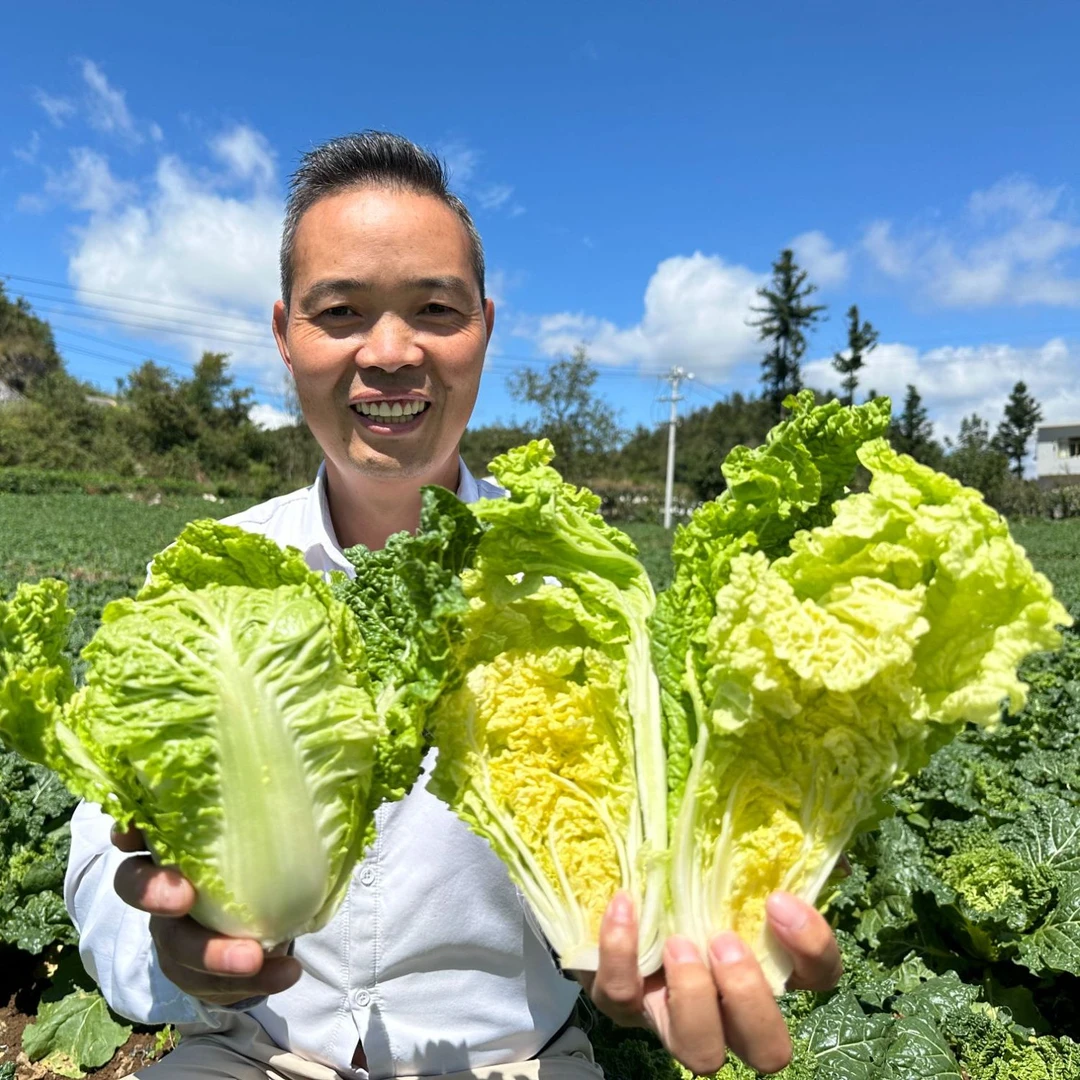 现砍现发贵州高山露天小麻叶白菜自然生长白菜新鲜蔬菜