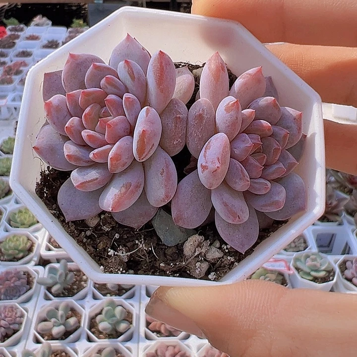 双头星星橙带盆19包邮