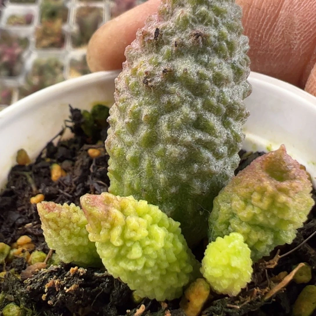 实生新品多肉植物水泡