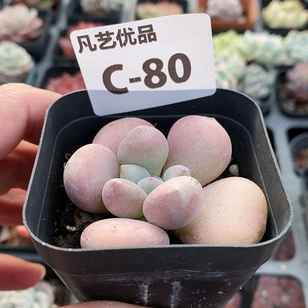 C80一物一拍满9.9包邮