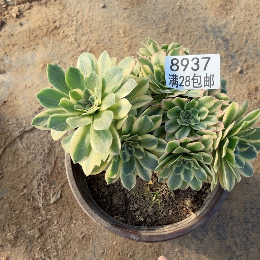 C 8937朵朵缀多肉