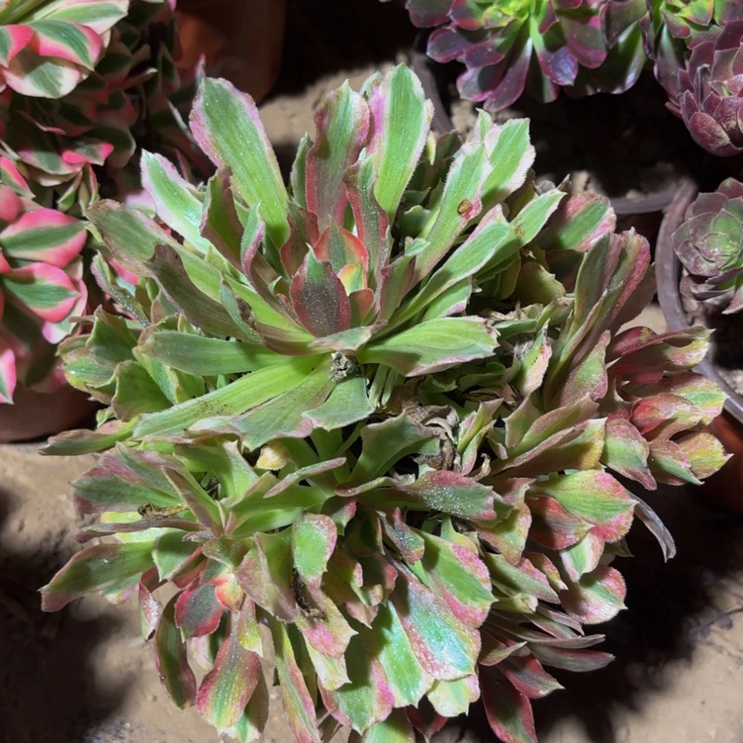 光辉12.8木质老桩法师