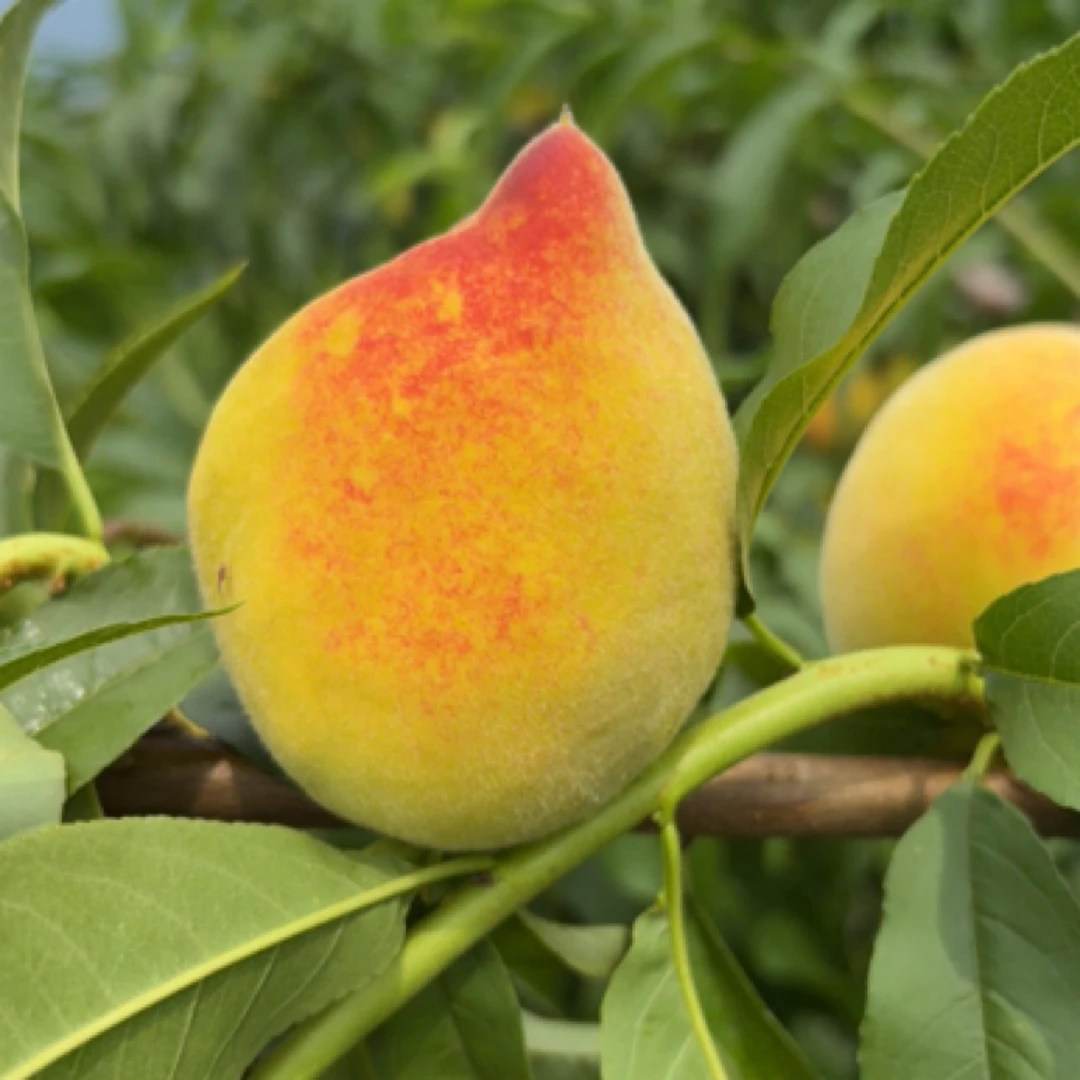 【黄桃】湖南湘西高山金湘玉黄桃露天黄桃 鹰嘴黄桃 阳光果