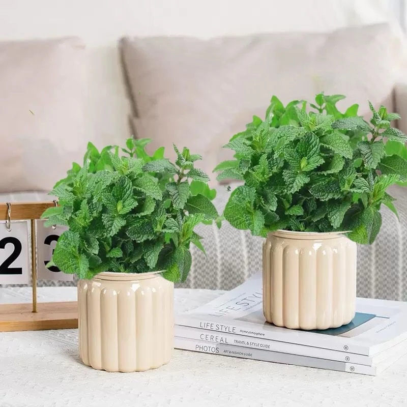 食用薄荷盆栽水培植物绿植盆栽室内四季好养驱蚊桌面懒人植物