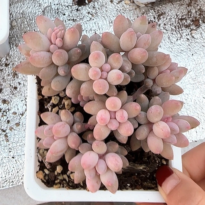 青蛙王子儿童牙膏111