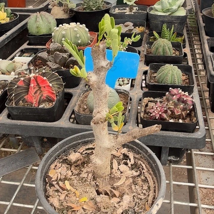 沙漠苏木单头1仙人球