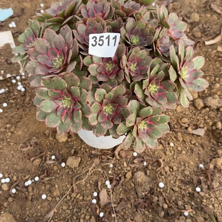 3511莲花座清棚处理不包断枝