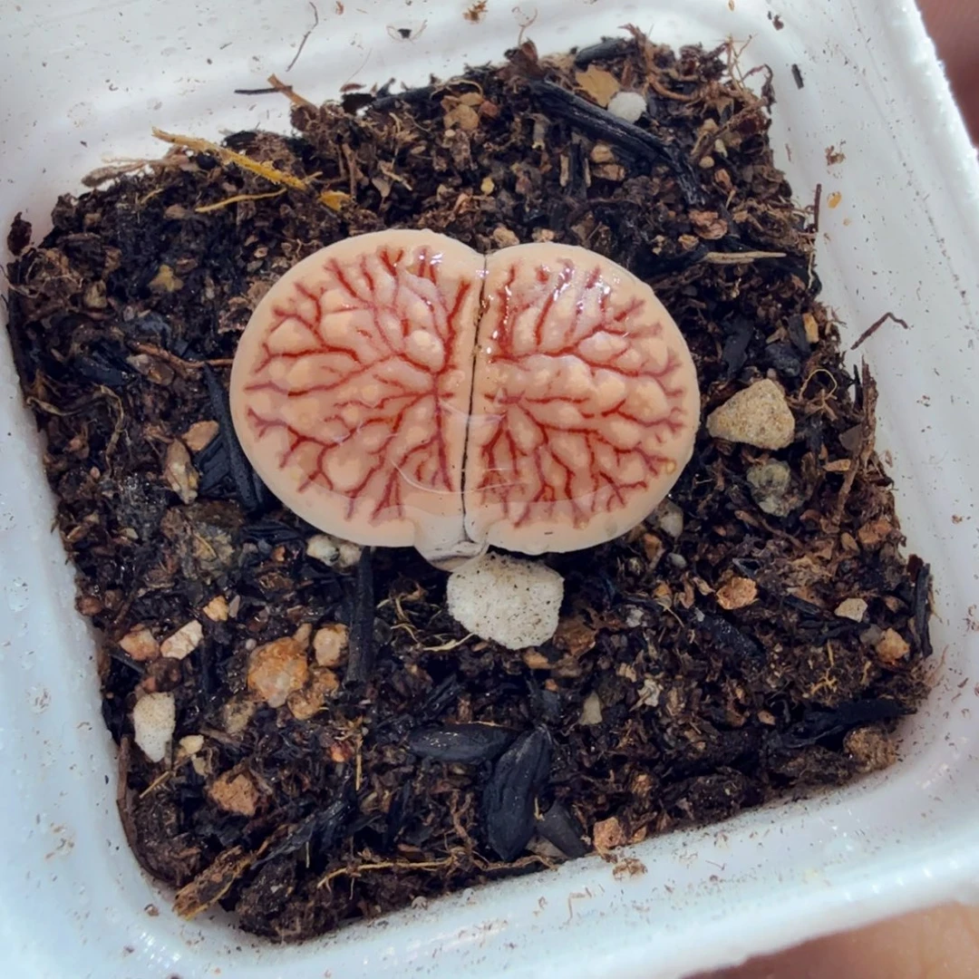 多肉葡萄干等水果和水果648