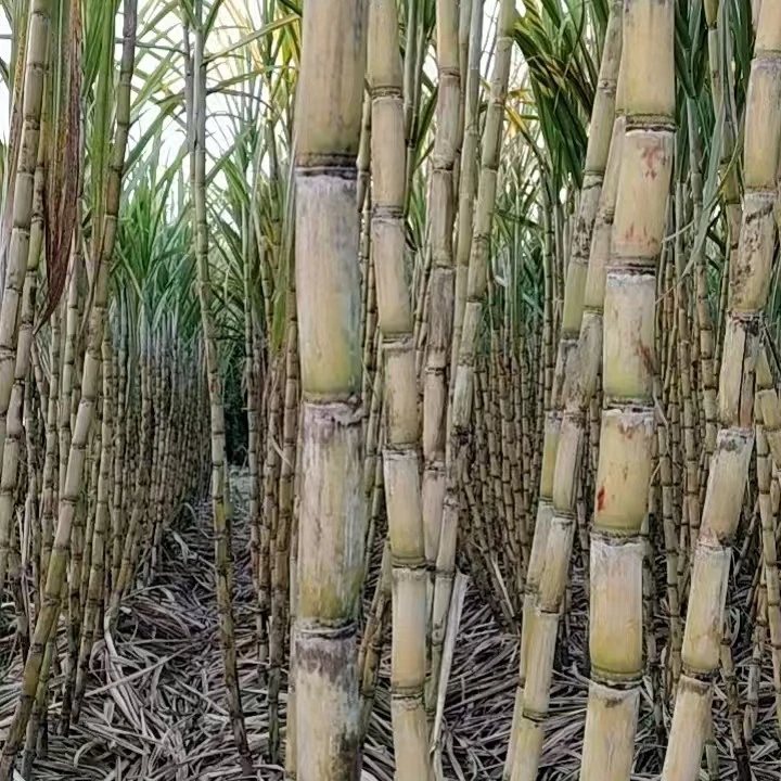 温岭本地特色脆皮甘蔗现砍现发脆甜可口