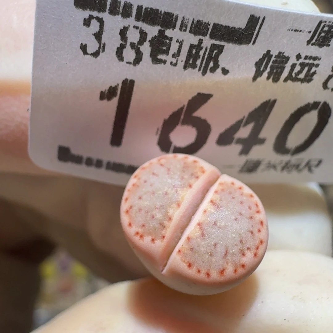 Ssss精品生石花1640