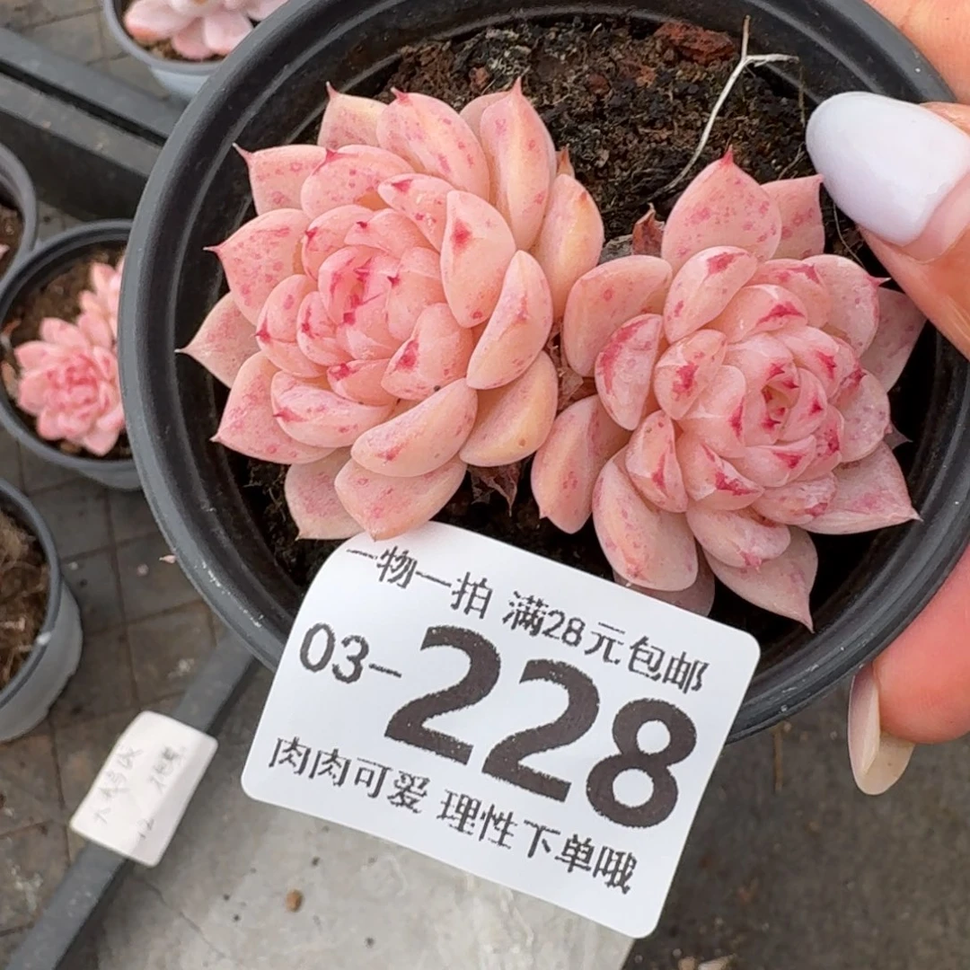 天鹅绒无盆土发货他