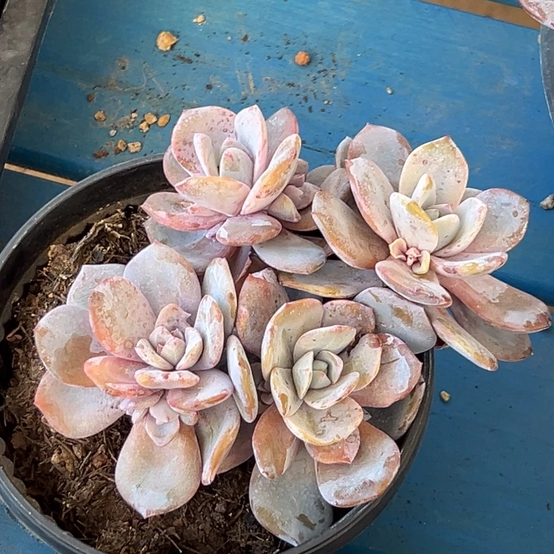 新年快乐新年快乐