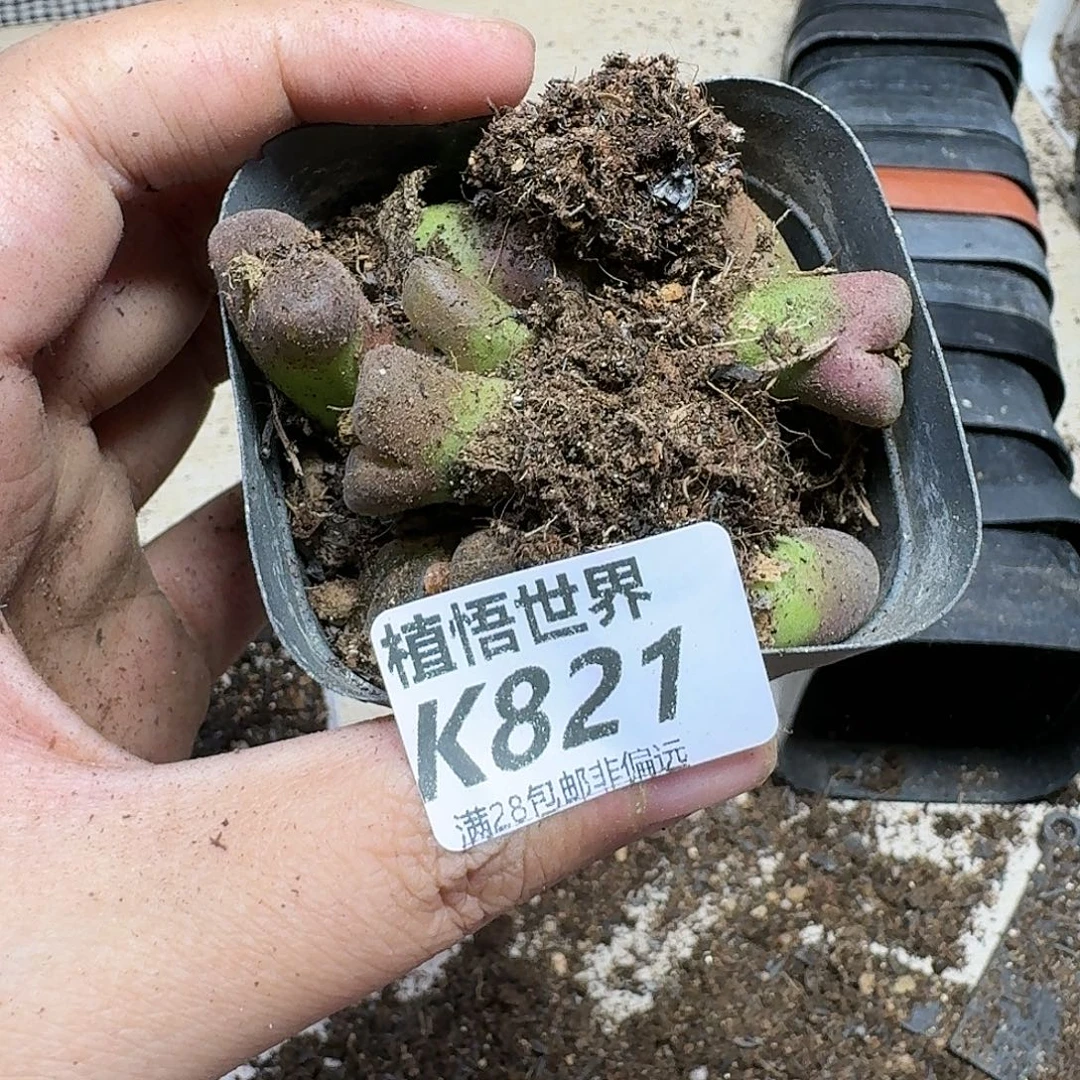 多肉植物的人生ghn