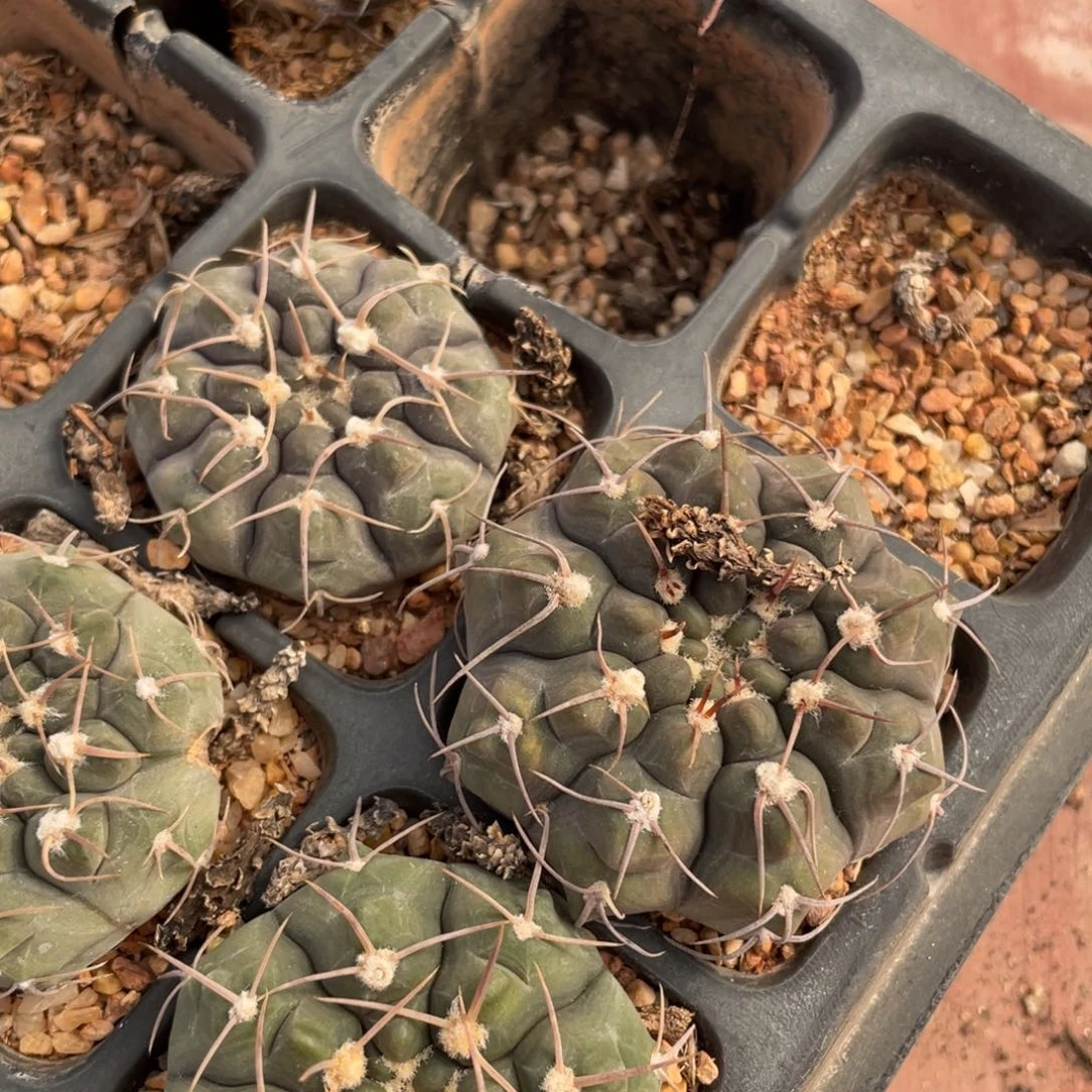 鹿角柱实生仙人球铅皮3个