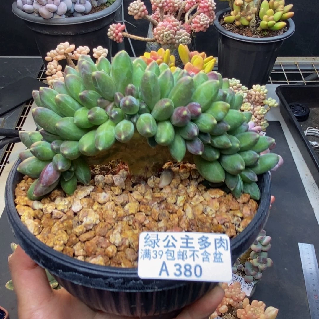 380香蕉树缀多肉10c m