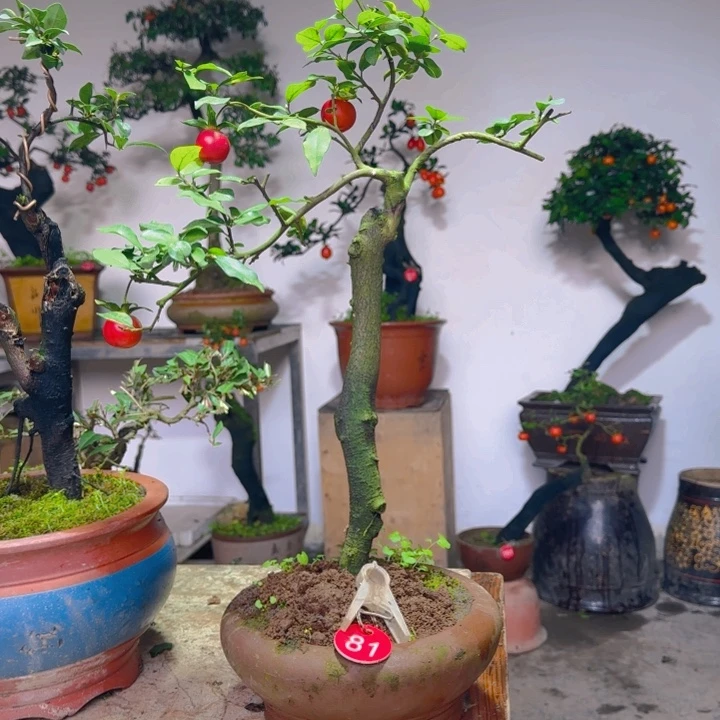 当前无花栽培后可以开花金弹子81号