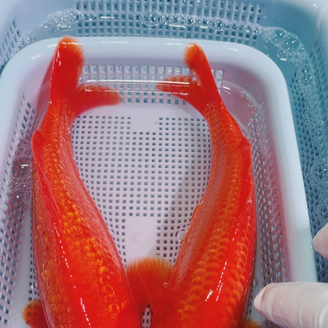 锦鲤锦鲤冷水鱼观赏