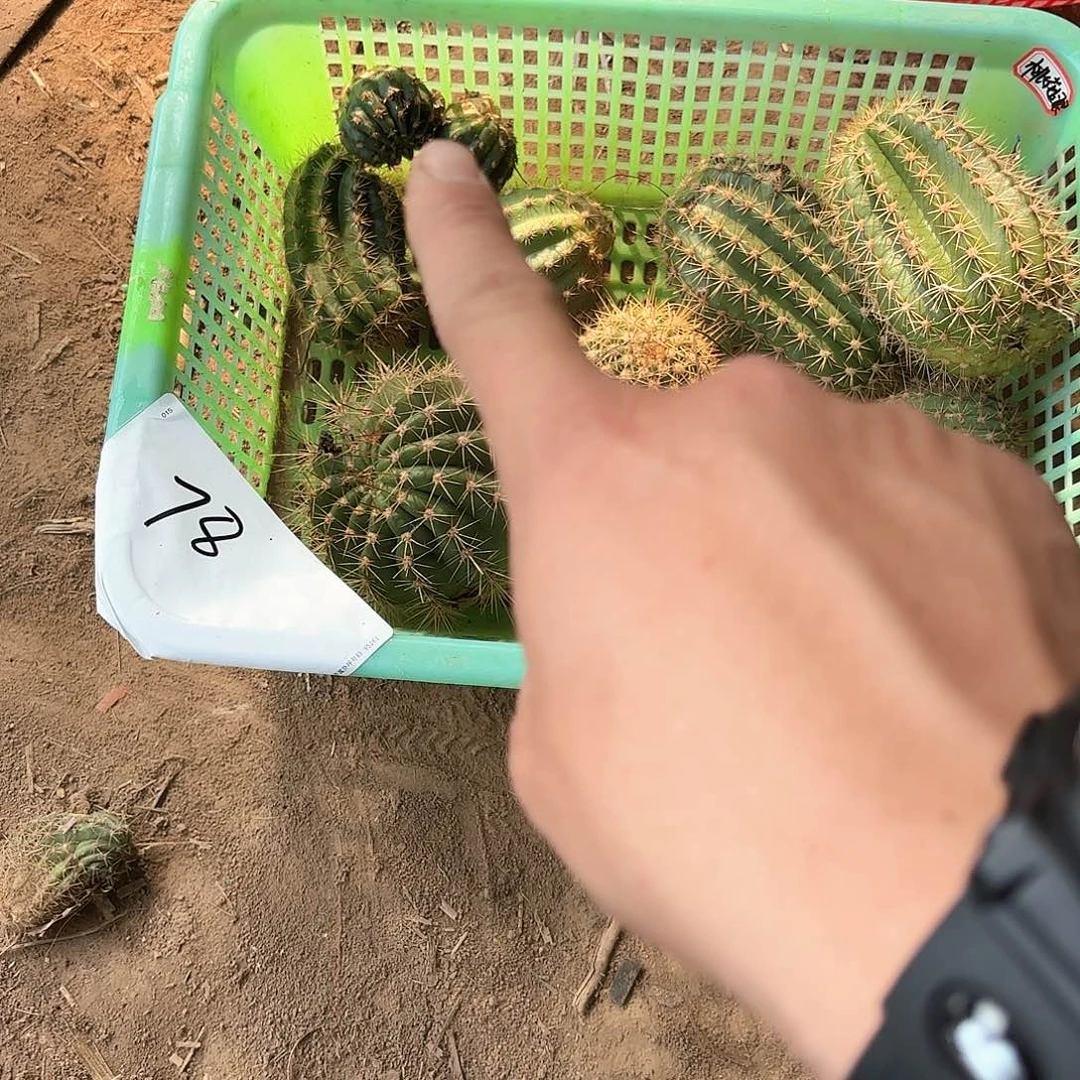 猫*78侧牙瑕痴无售后仙人球