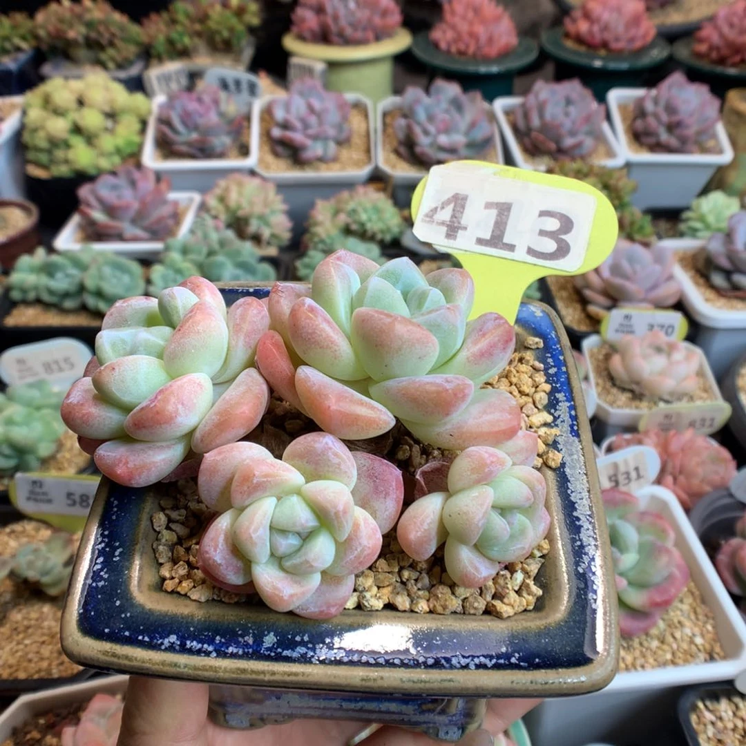 @***?413冰玉多肉植物