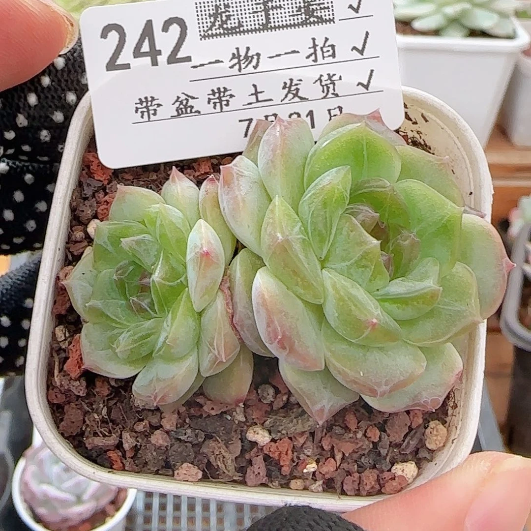 多肉0731-242无尽灯