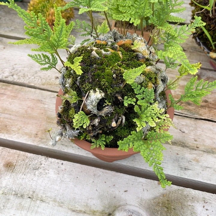 摆***塑无花朵盆栽植物植物