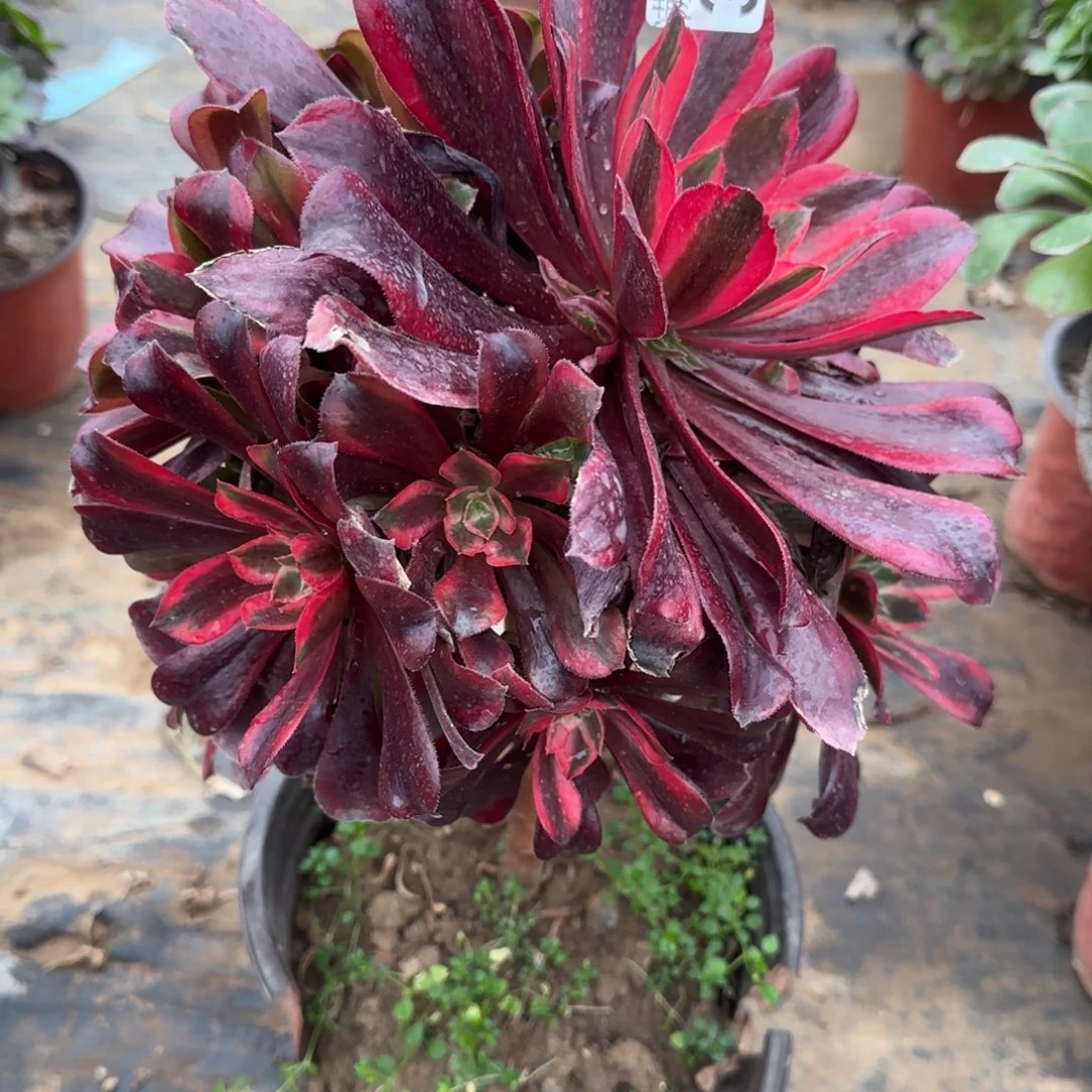 蒙娜丽莎370满20包邮断枝不包