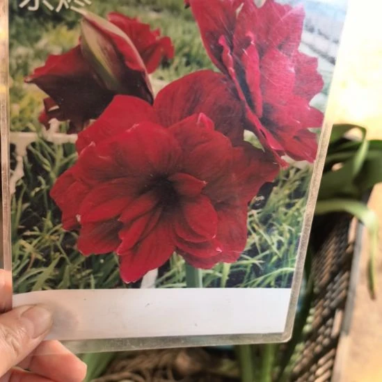 当前无花栽培后可以开花余烬5厘米裸根球