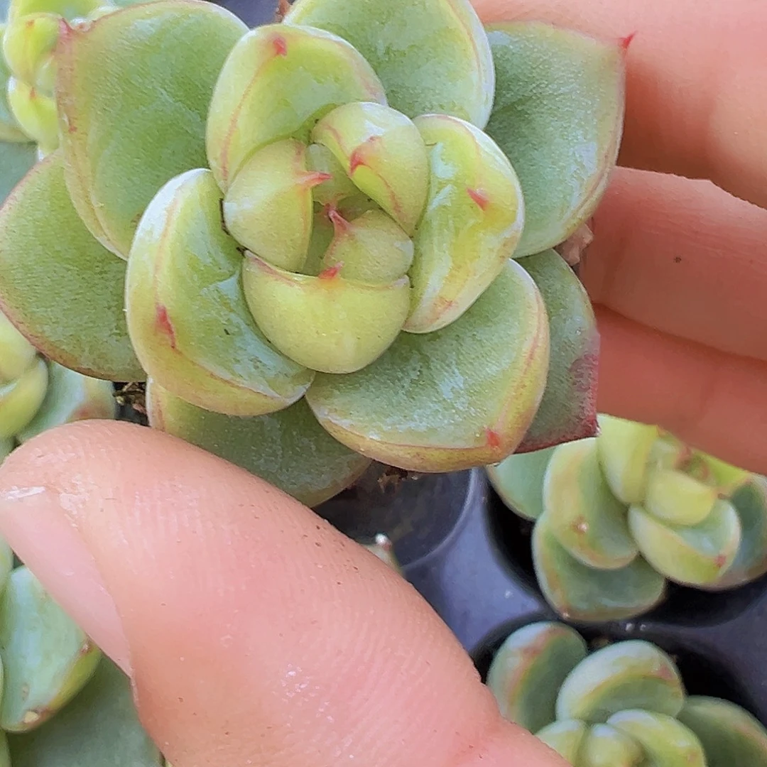 翡翠珍妮苗2颗多肉