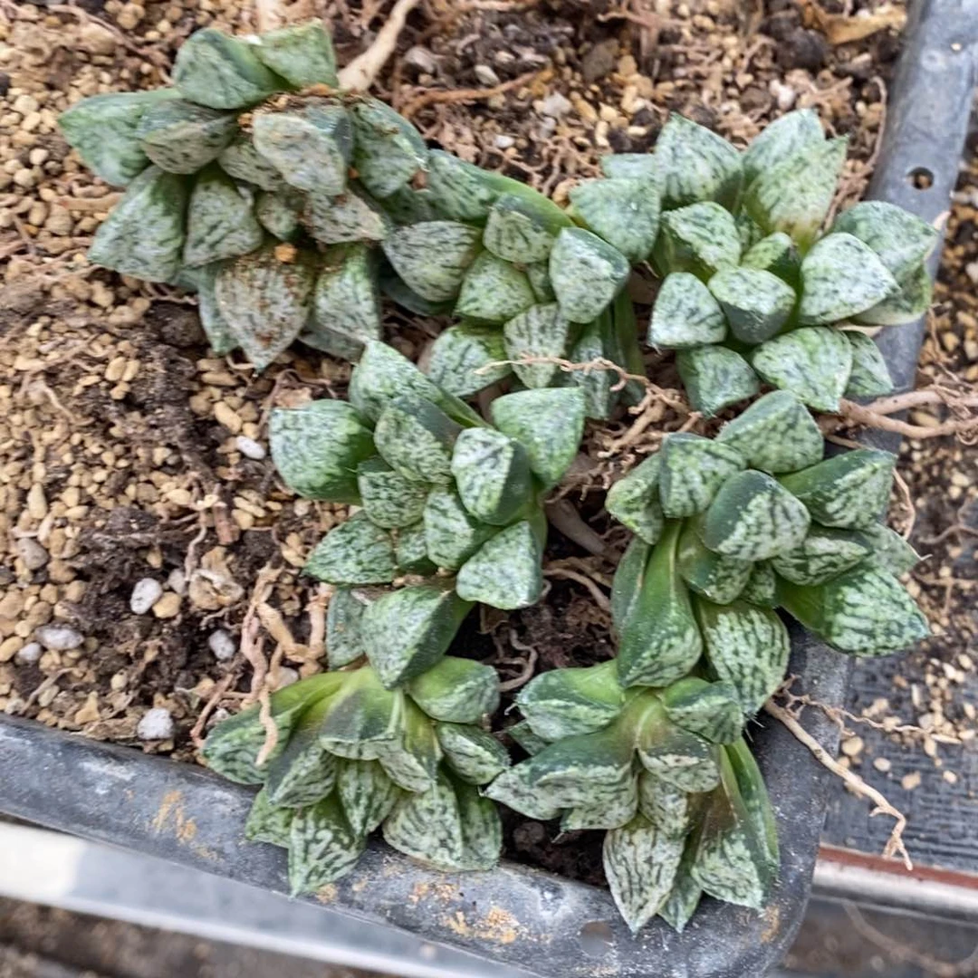 581 一颗潘多拉魔盒。 整点福利。