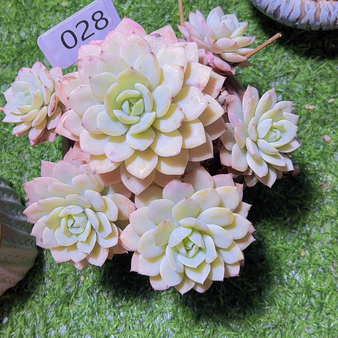 莫*卡028恋曲19.9元元