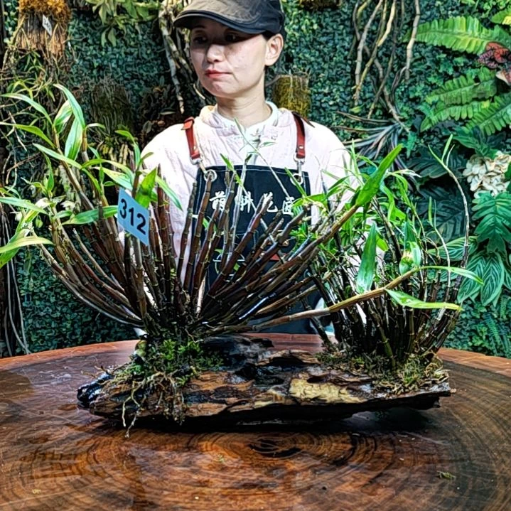 【闪购商品】312铜皮花，姬竹叶花