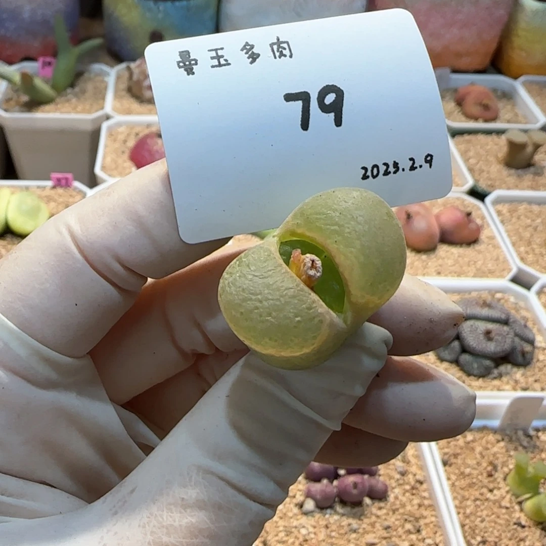多肉多肉多肉2.9-079