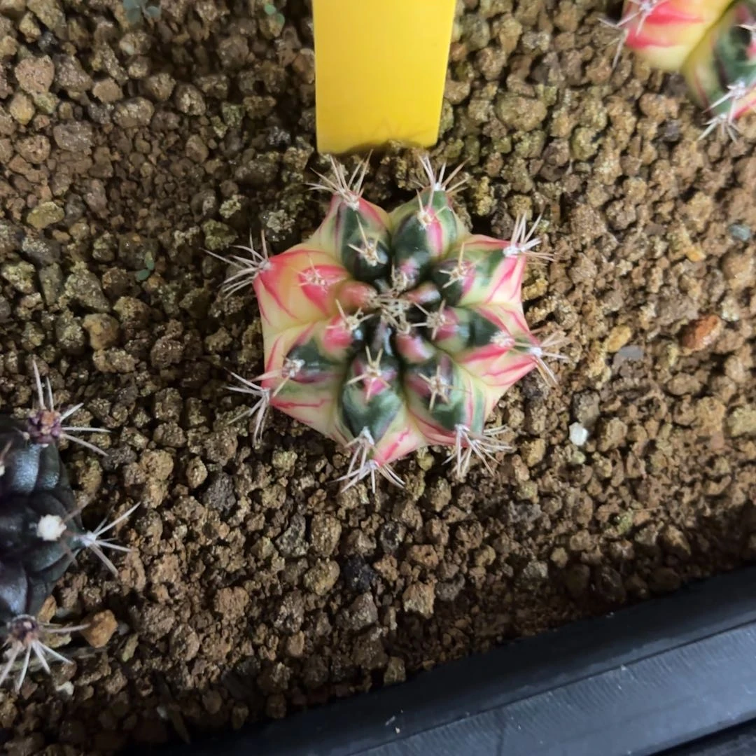 115-1127泰国发货多肉