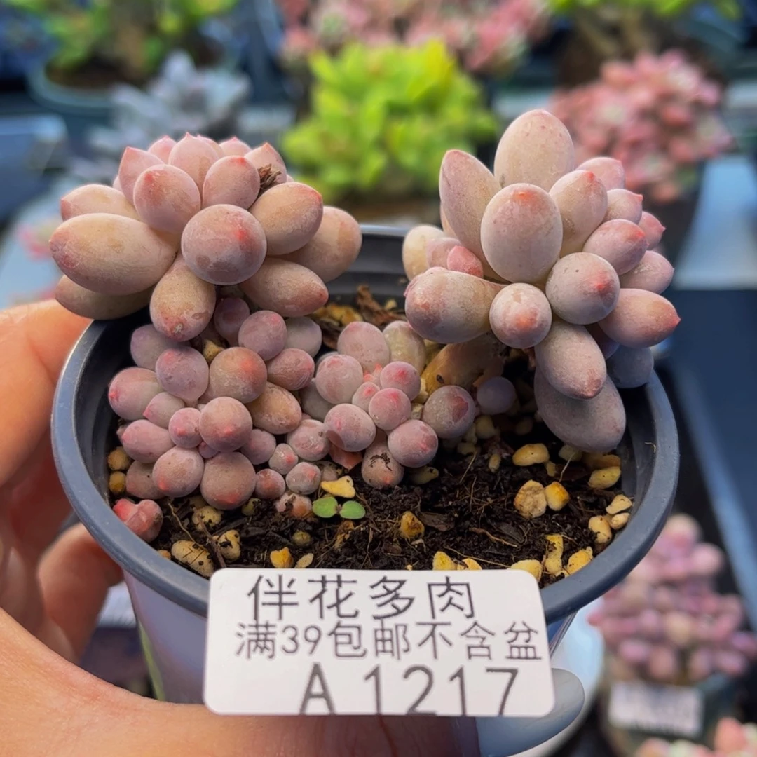 1217-香水手指多肉7cm