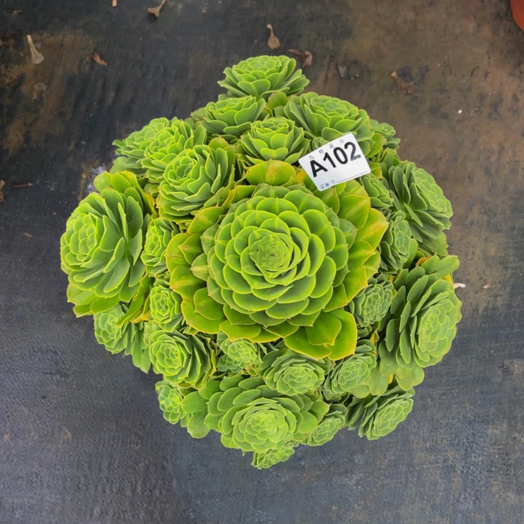 【闪购商品】天****院10200