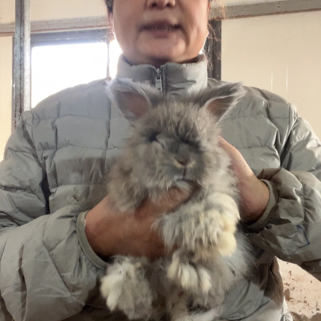英系安哥拉宠物兔子