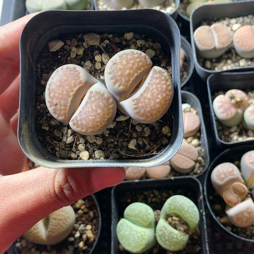 E311多肉植物保护