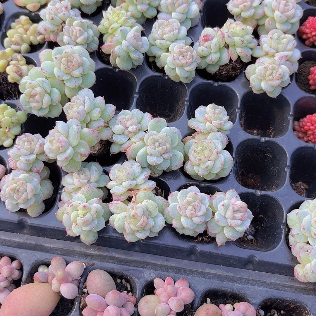 贝母珍妮石化一颗量拍