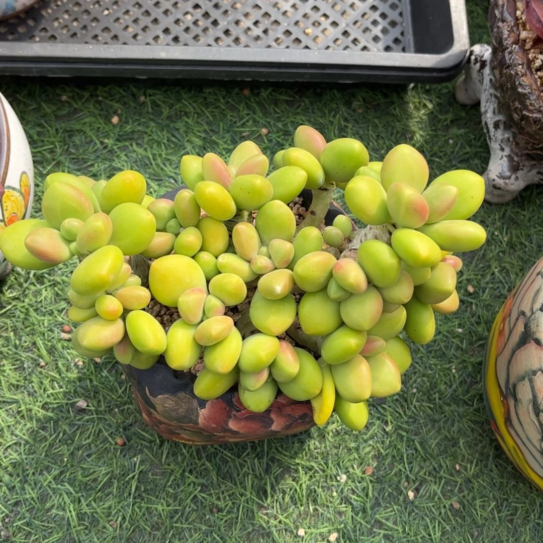 芒果奶老桩一物拍