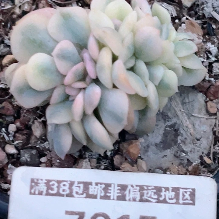 尚品园艺雪精灵坠毁7615