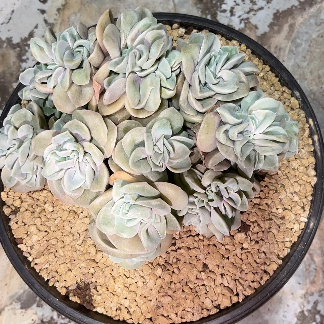 寄养链接的肉肉是