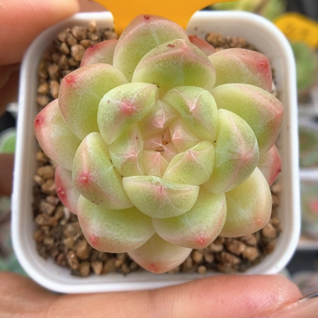 糖心珍妮可拍218号