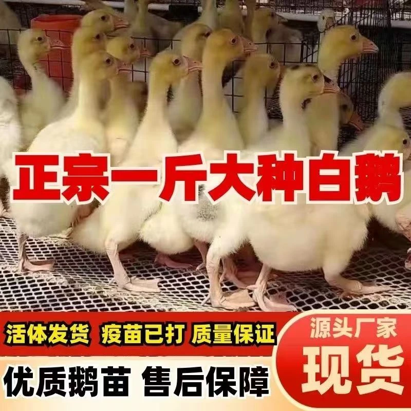 宠物  四季大白鹅 脱温鹅 更好养 顺丰包邮
