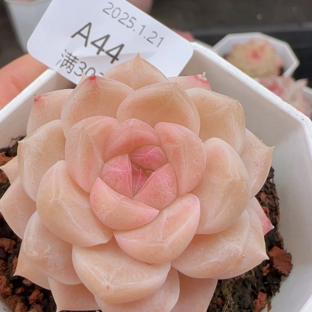 粉黛珍妮单头一颗脱土