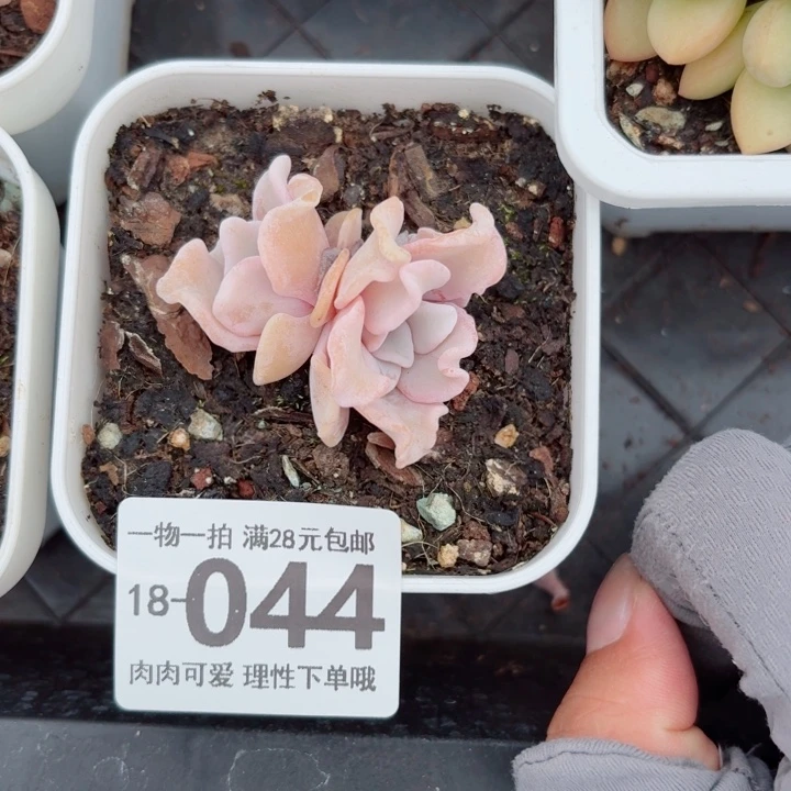 芭蕾舞者无盆土发货多肉多