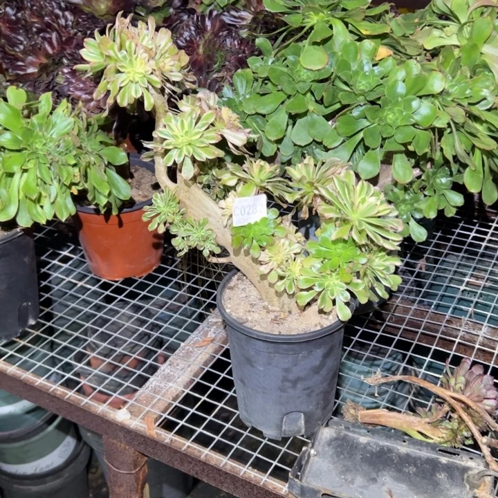 282艳日伞多肉植物